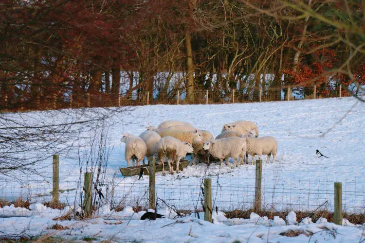 Sheep huddled around a feeding trough in a snowy field
