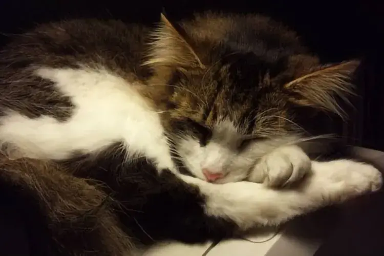 Soothing image app - cat