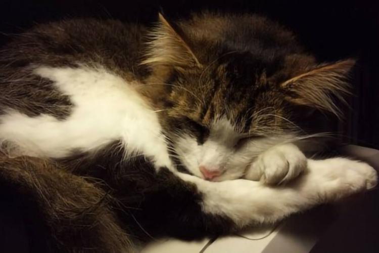 Soothing image app - cat