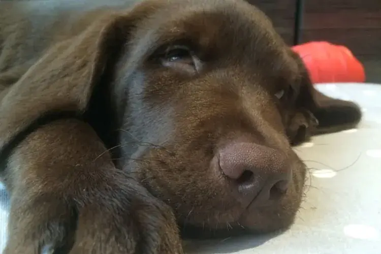 Soothing image app dog