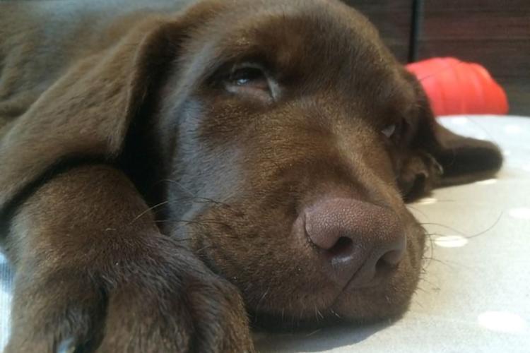 Soothing image app dog