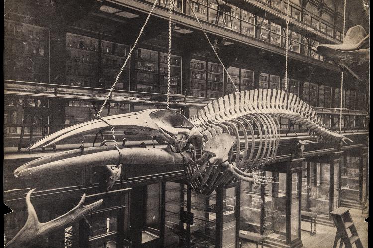 Google/Collection Anatomical Museum 