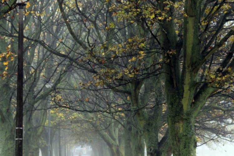 int photo comp 2020 Sachinda Dulanjana