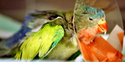 sick colourful parrot