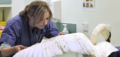 Vet Jo Hedley examining an injured swan bought in by the SSPCA.