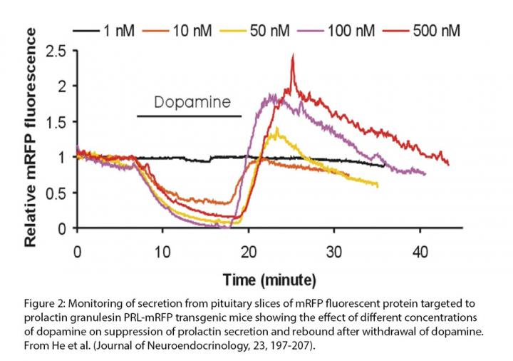 dopamine effect