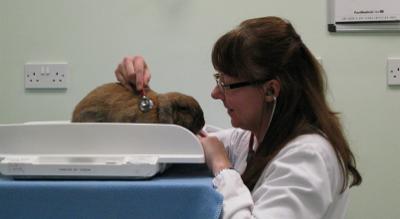 Brigitte Lord one of the exotic animal service veterinarians examining a rabbit