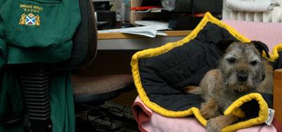 A small brown-grey dog with black ears relaxing on a black blanket in an office