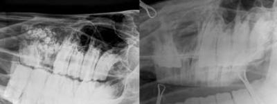 horse x-ray image