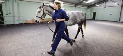 A vet running beside a grey horse indoors