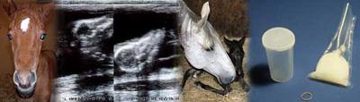 equine reproduction