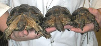 Three Spur thighed tortoises