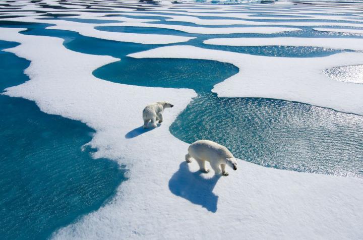 Two polar bears walk through defrosting platforms of ice in the North Pole.