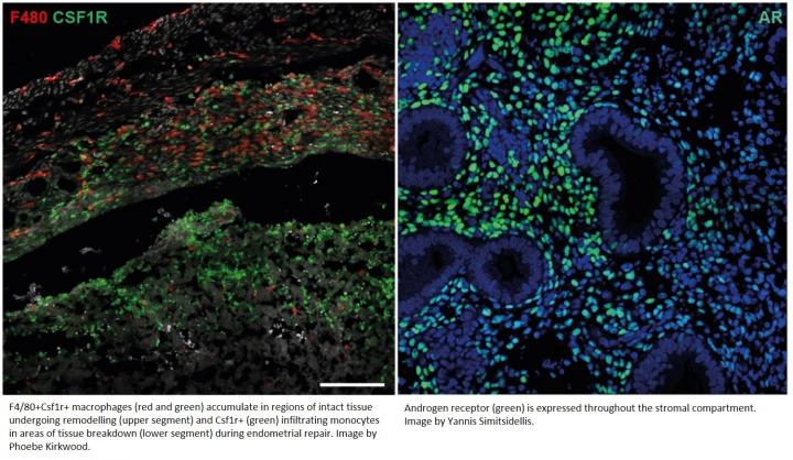 Confocal images of mouse endometrium