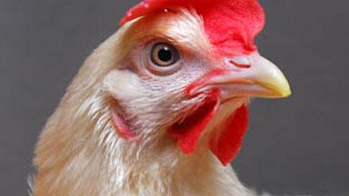 Close up image of a chicken