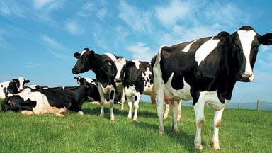 Image of cows in a field