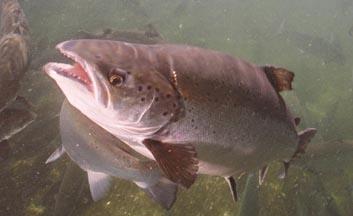 Close up image of a salmon