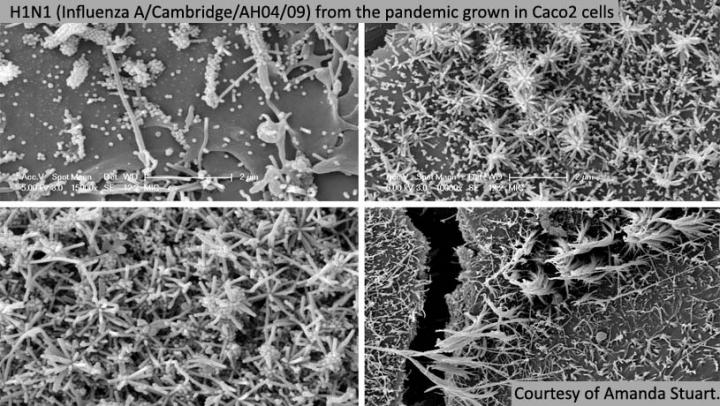 H1N1 (Influenza A/Cambridge/AH04/09) from the pandemic grown in Caco2 cells