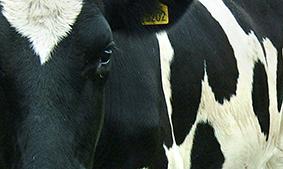 Close up image of a cow