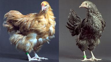 Image of chickens