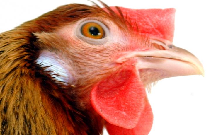 Close up image of a chicken