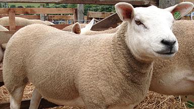 Image of a sheep