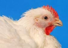 Picture of a chicken