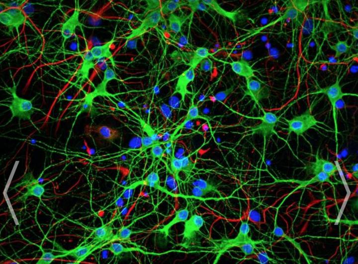 A microscopy image of the complex networks established between nerve cells grown in the laboratory