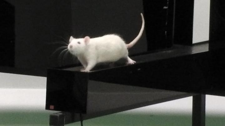 Image of a white rat