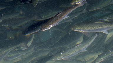 Image of salmon in water