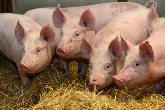 Image of a group of pigs