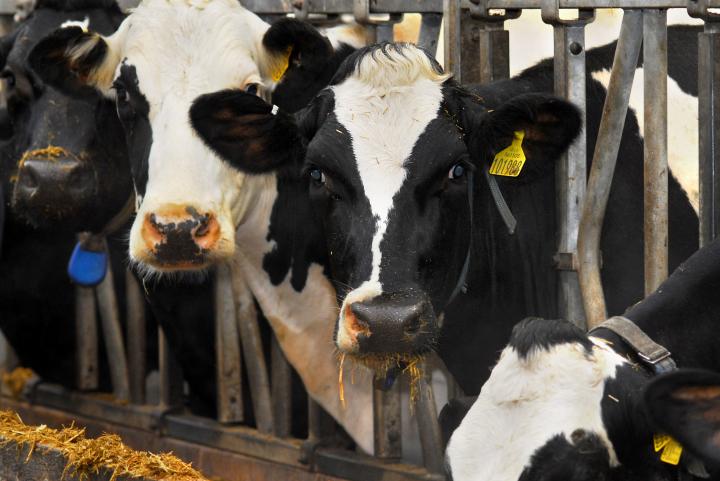 Close up of feeding cattle