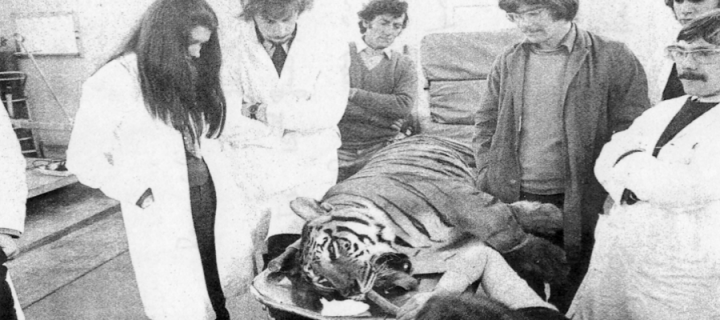 1976 Vet School Tiger Operation