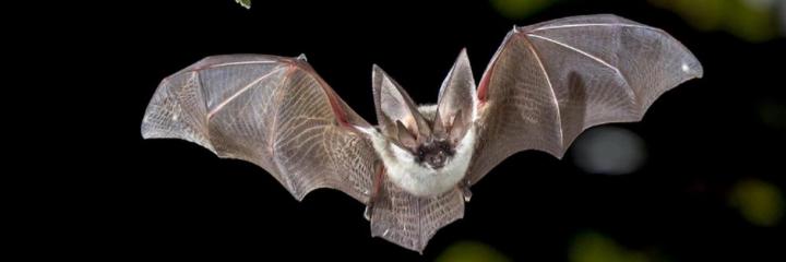 An image of a bat mid flight flying towards the camera at night