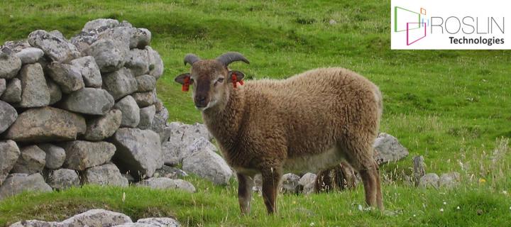 Sheep on St Kilda