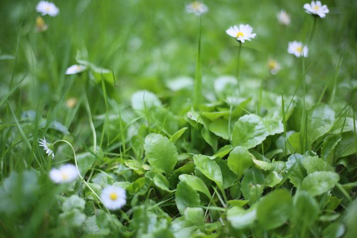 Picture of green grass with white daisies growing through it 