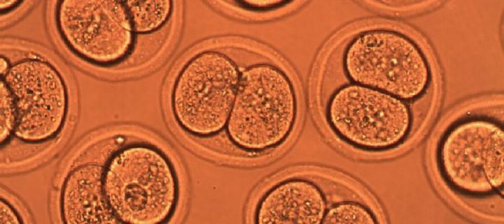 Embryos under microscope