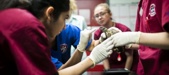 GEP students in 4th year examine tortoise