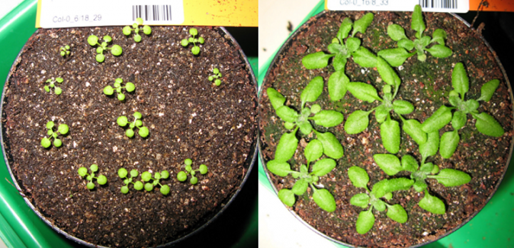 Recreating seasonal daylight hours for the plant Arabidopsis - growth after 6 and 18 hours