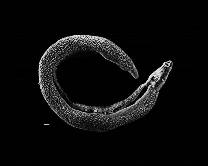 Adult male Schistosoma parasite worm