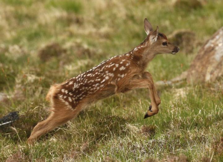 deer calf hopping in the grass