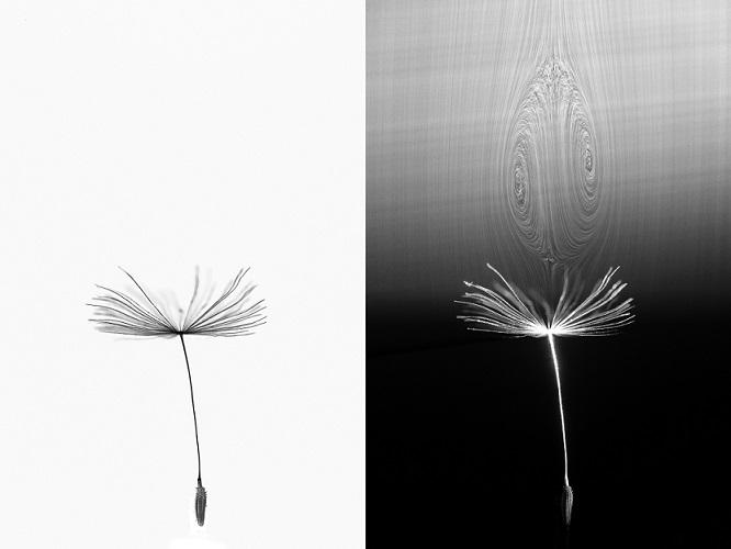 A dandelion seed in flight and (right) with the air bubble it generates, visualised in a wind tunnel - credit Cathal Cummins