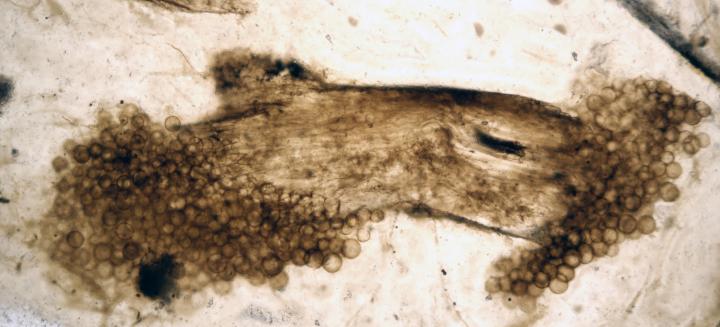 A small piece of Rhynie fossil plant with fossil fungi colonising the ends, viewed through a microscope.