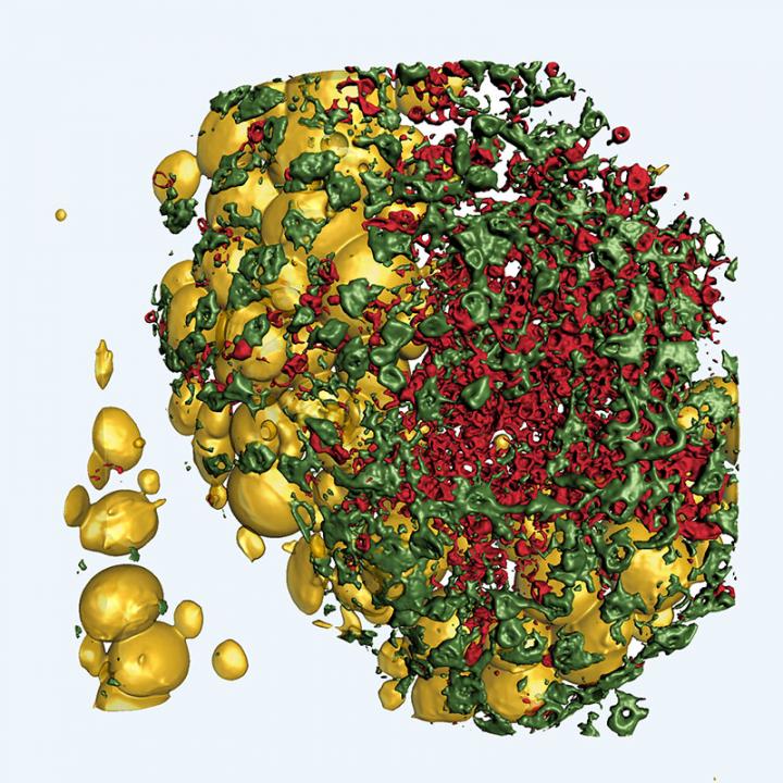 FALC cover cells (green), neutrophils in immune cell clusters in red, visceral adipose tissue (fat cells in yellow)