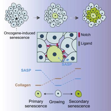 graphical overview of primary and secondary oncogene induced senescence in cells