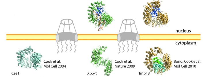 Image from Cook lab publications