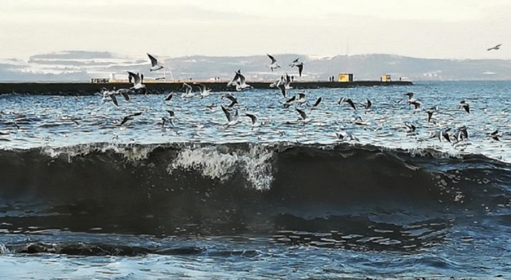 A flock of birds swarming around an ocean wave 