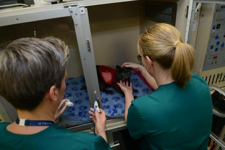 Two nurses examining a cat