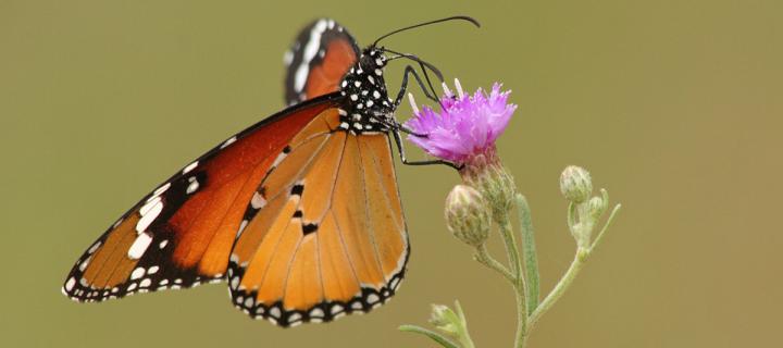 monarch butterfly on thistle flower