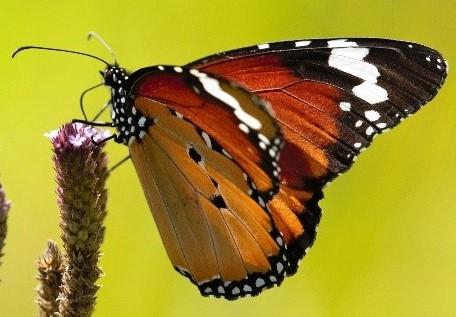 African Monarch butterfly